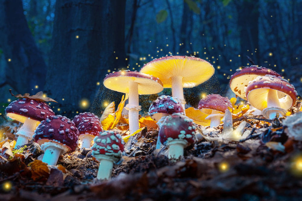 Mystical fly agarics glow in a mysterious dark forest. Fairytale background.