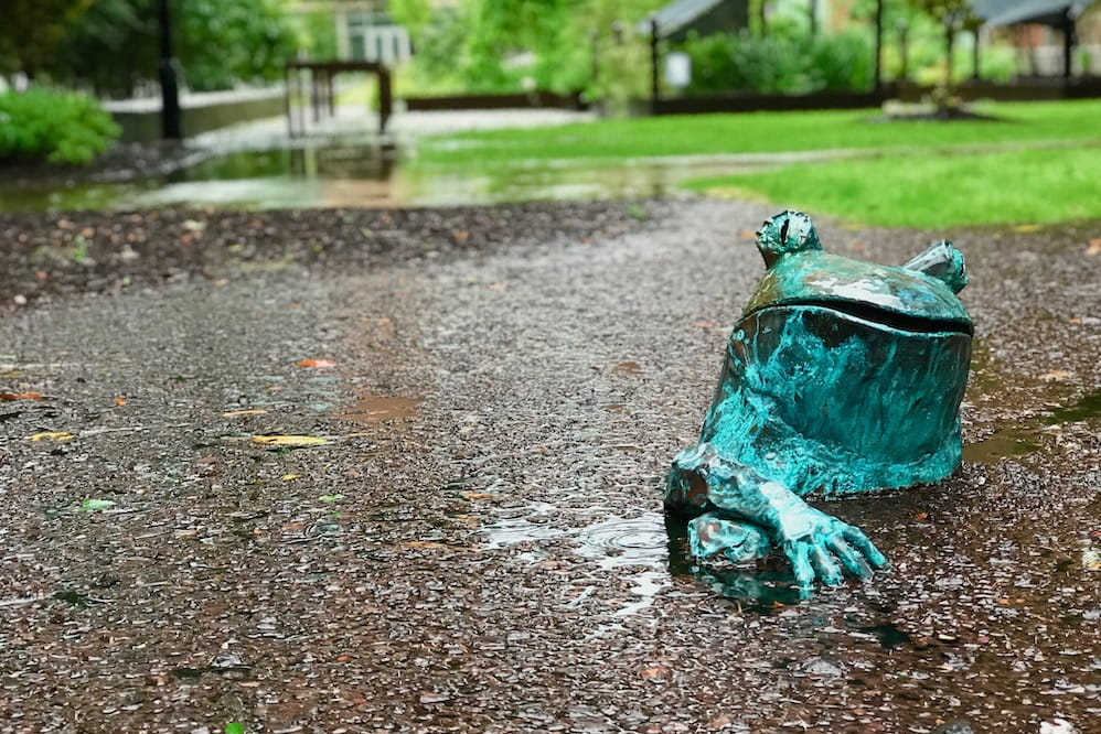 A green frog sculpture sits in a deep puddle outside the MUSC library