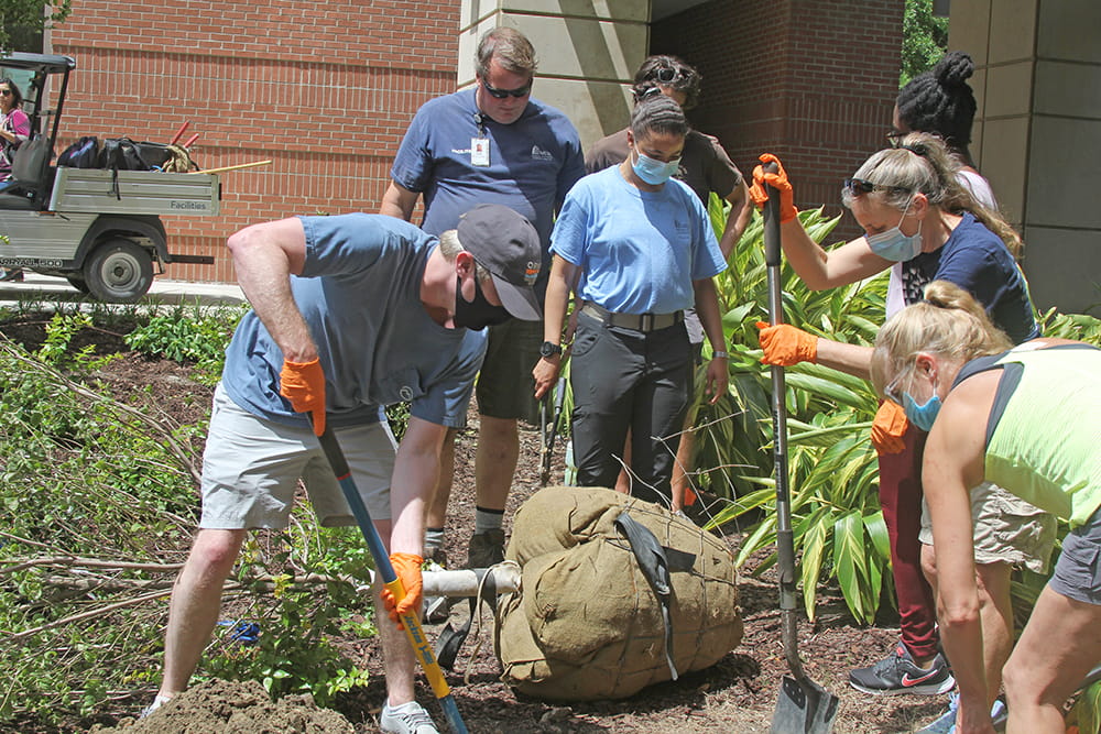 MUSC Grounds arborist Andrew Hargett, second left, guides campus volunteers in planting a tree.